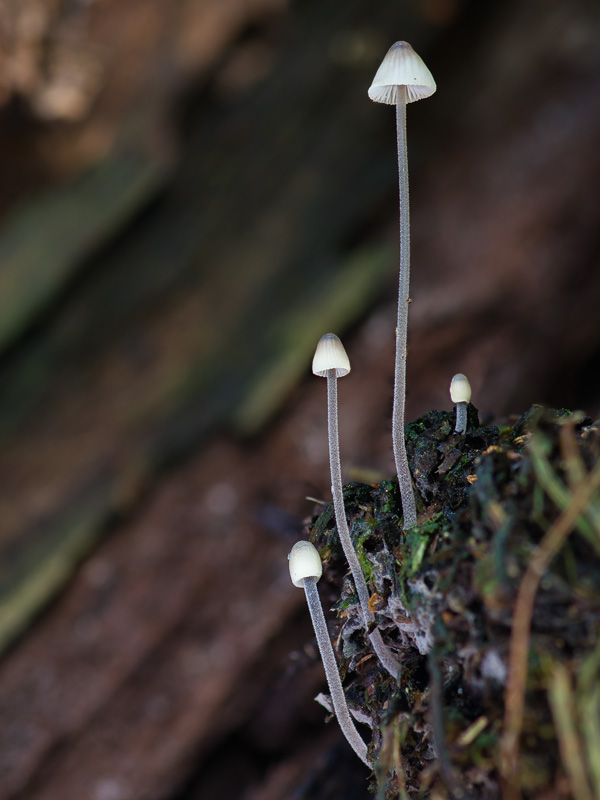 Mycena amicta